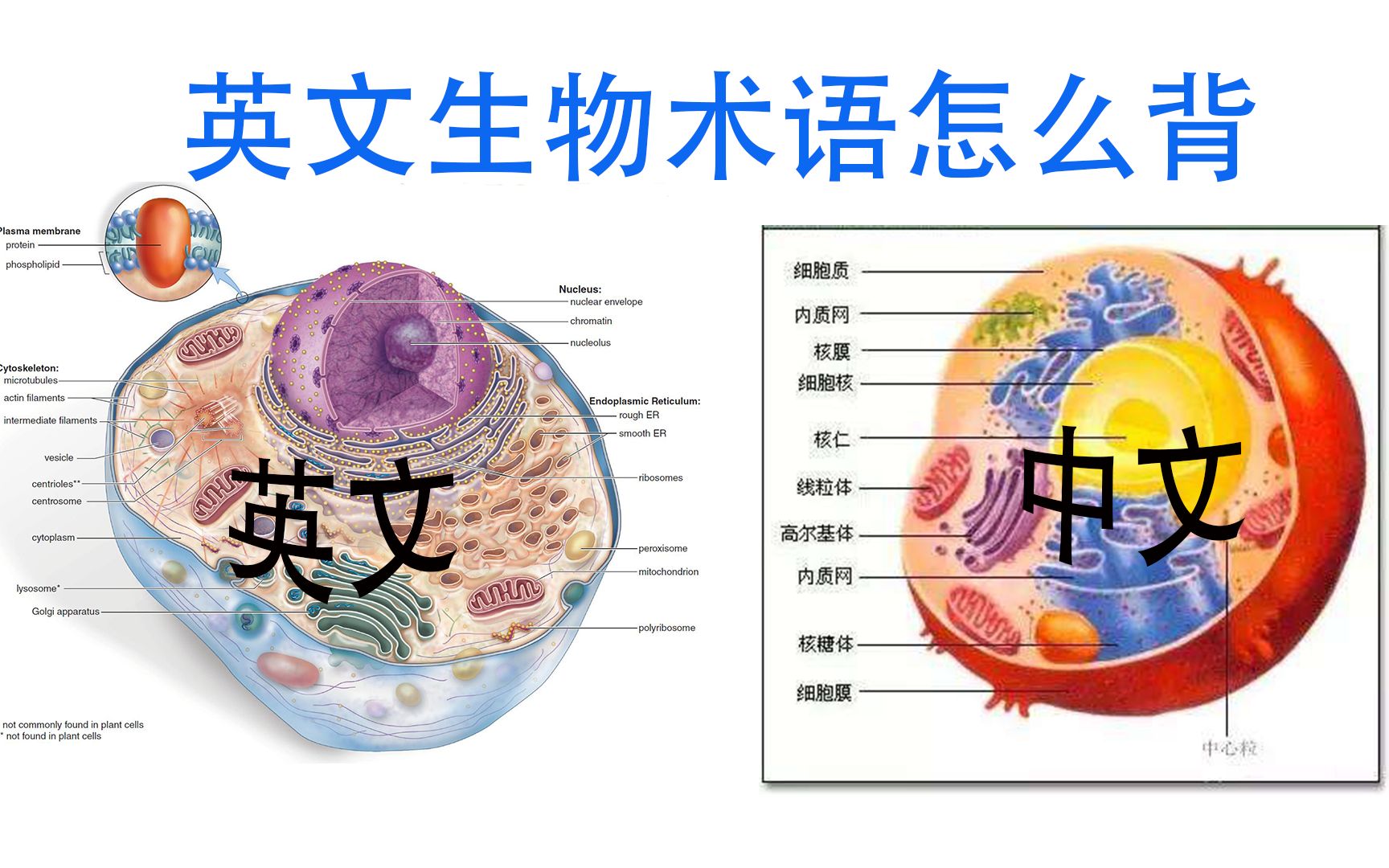 英文生物术语记忆哔哩哔哩bilibili