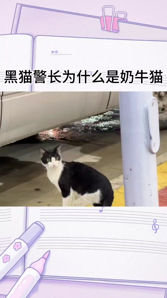 黑猫警长为什么是奶牛猫?哔哩哔哩bilibili