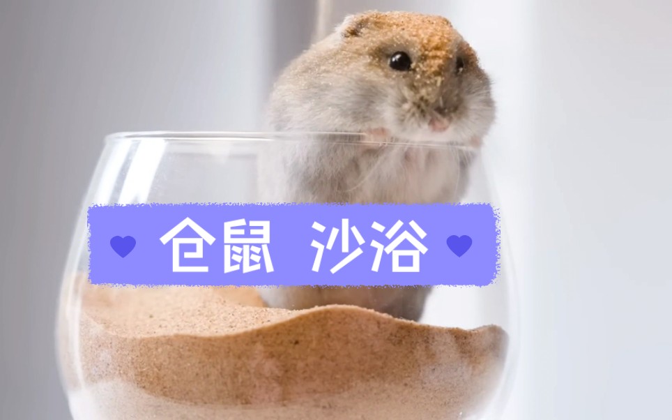 仓鼠在酒杯里用沙子个洗澡,舒服～ | 见众生