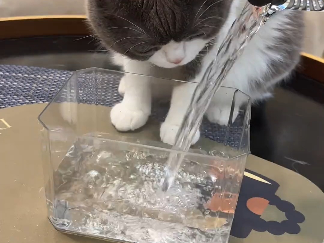 模拟水龙头出水的宠物自动饮水机~ 猫咪更爱喝流动的干净水!哔哩哔哩bilibili