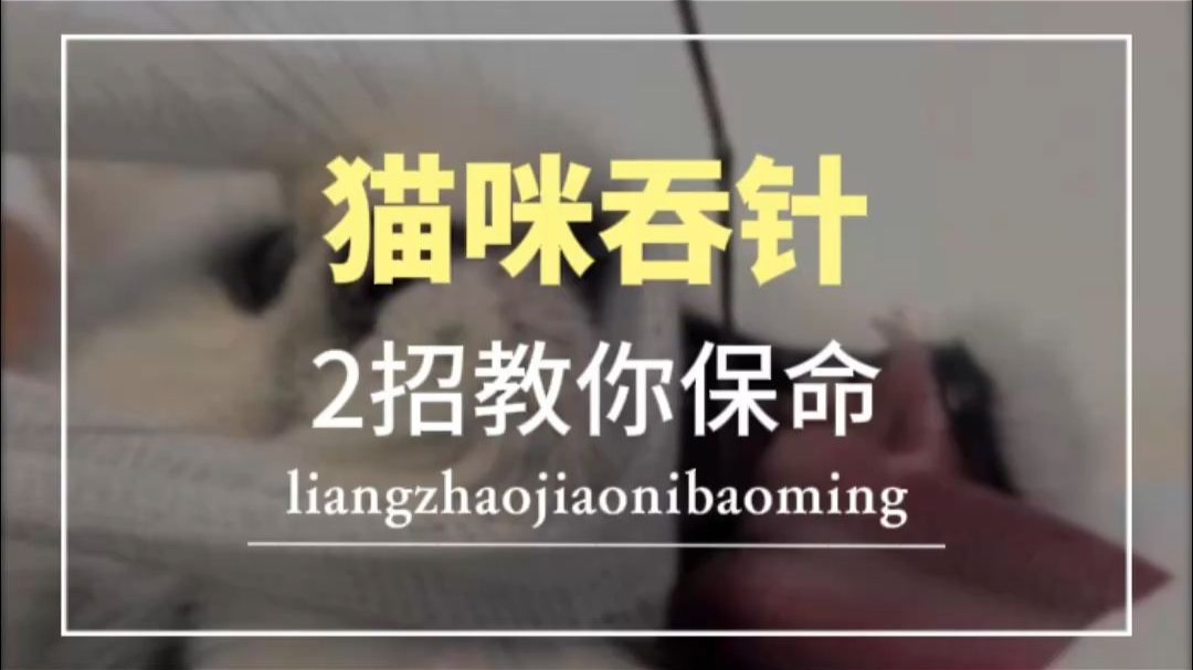 猫咪吞针，2招教你保命