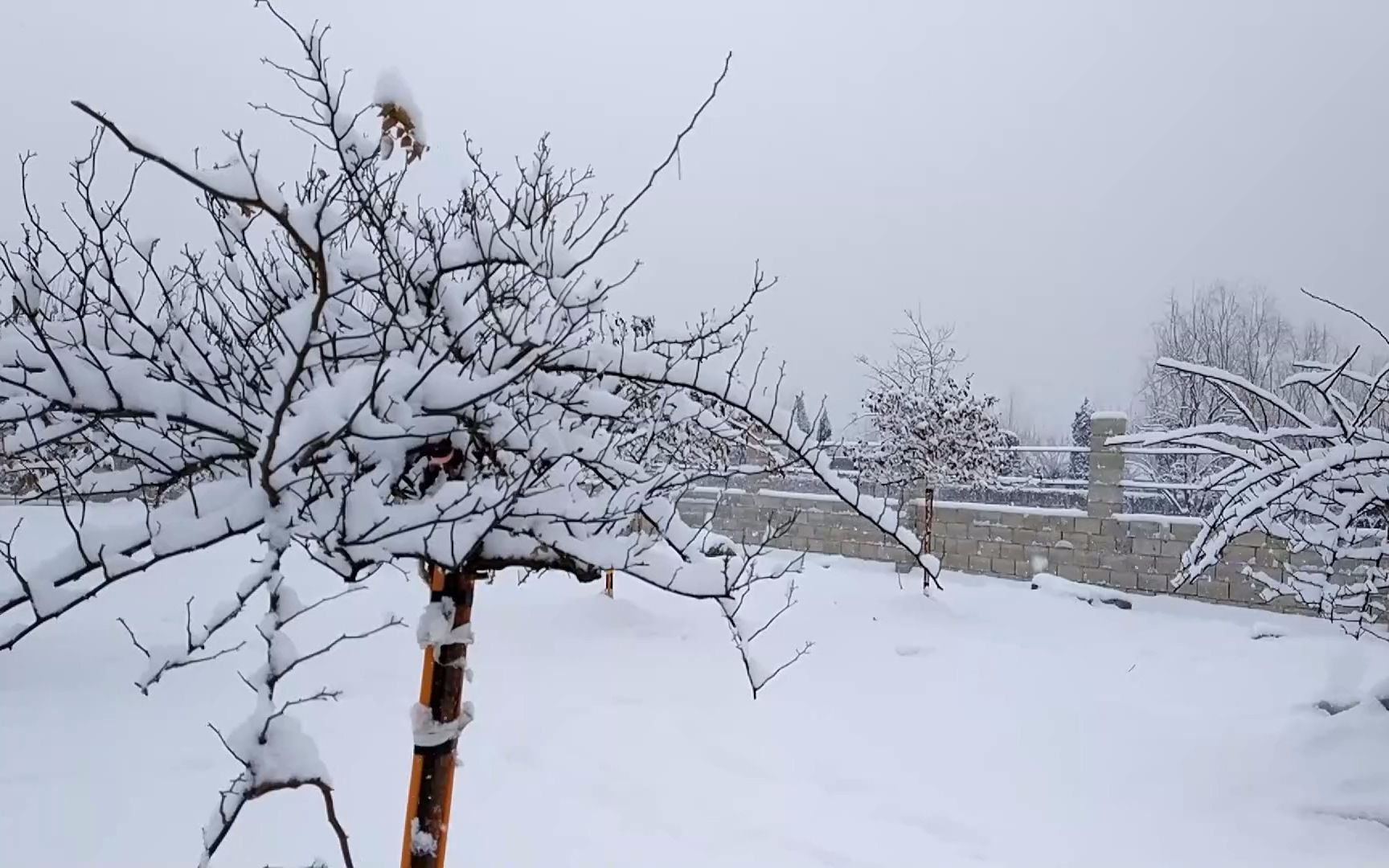 开满雪花的月季树,像仙境一样玉树琼花哔哩哔哩bilibili