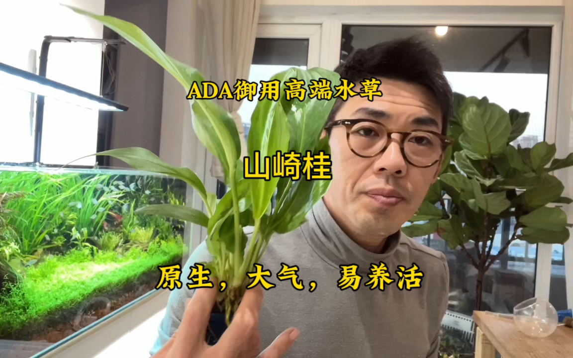 鱼缸水草推荐:ADA御用高端半水水草一山崎桂(大植株)哔哩哔哩bilibili