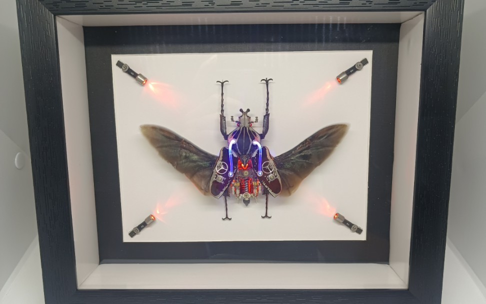 大王花金龟动态标本