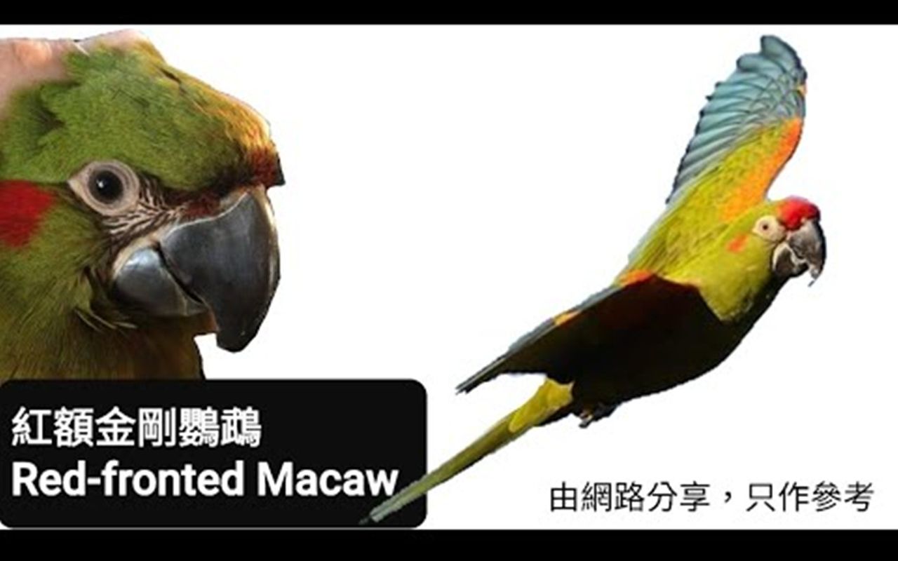 鹦鹉品种分享介绍 ~红额金刚鹦鹉 ~ Redfronted Macaw哔哩哔哩bilibili