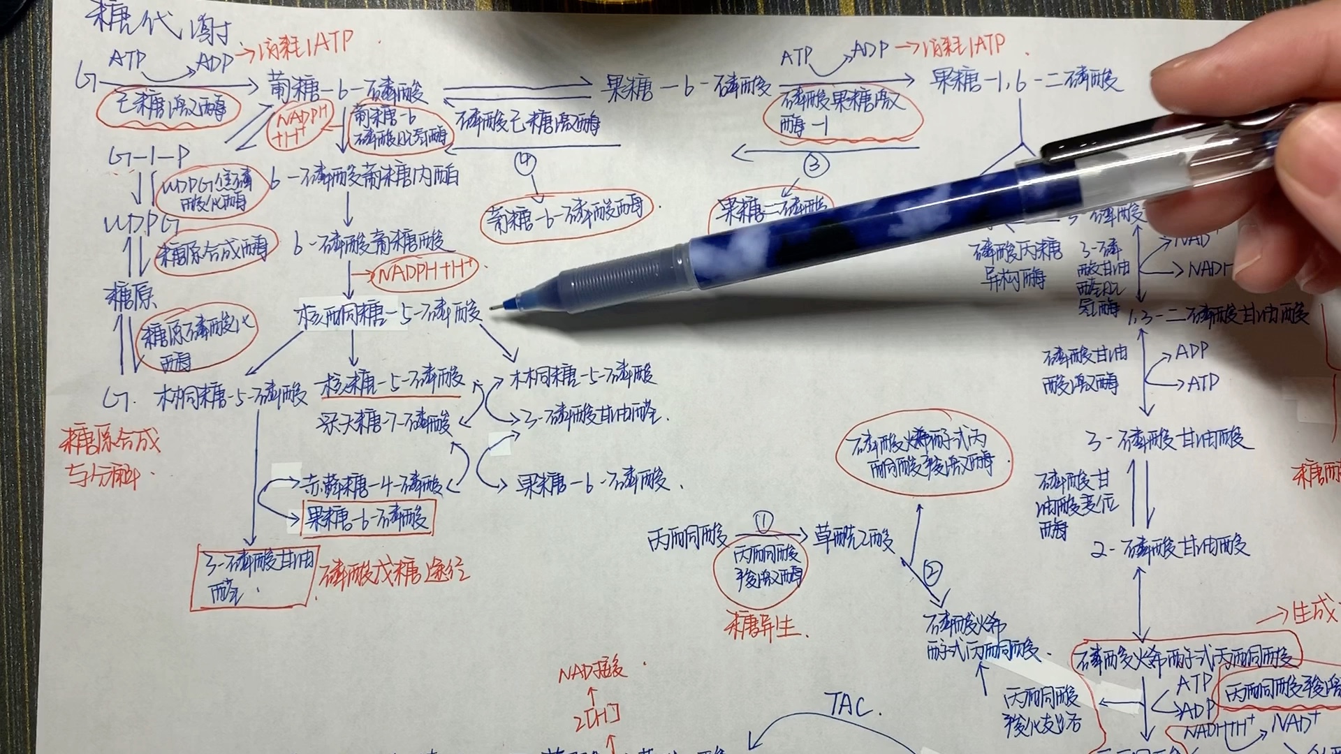 [图]生物化学糖代谢代谢图联系讲解，糖代谢部分14种关键酶的讲述