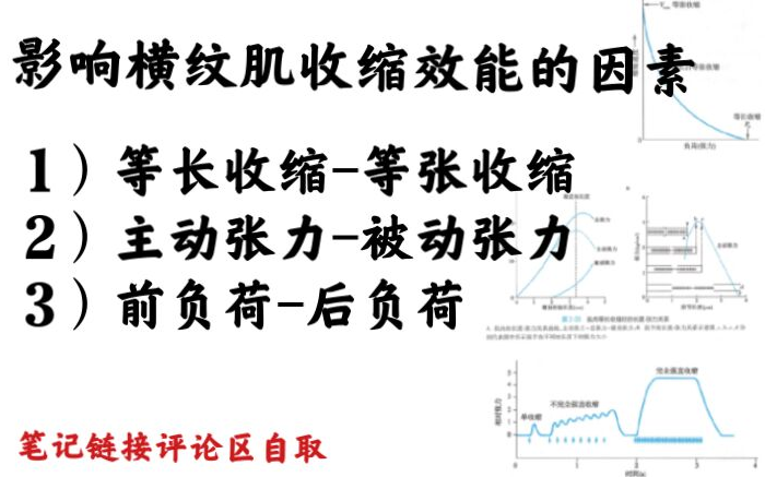 前负荷后负荷、主动张力被动张力、等长收缩等张收缩哔哩哔哩bilibili