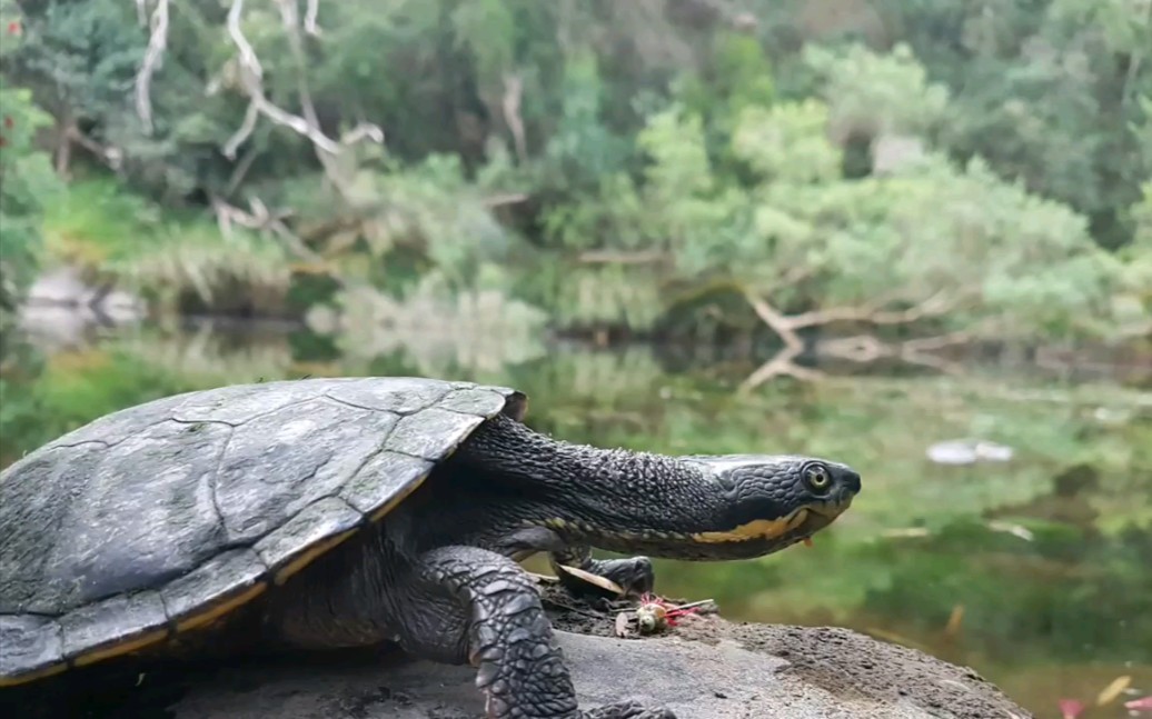 野外的曼宁癞颈龟 | myuchelys purvisi