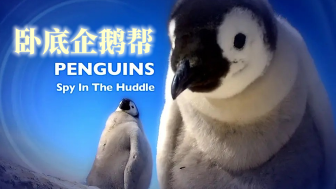 纪录片】企鹅群里有特务(2012)[3集]国语配音版 高清中字 卧底企鹅帮