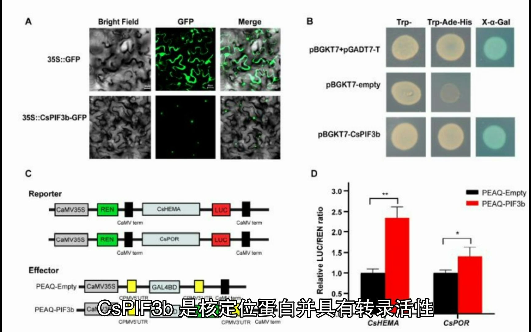 茶树叶绿素代谢相关PIF的鉴定、分子特征及表达分析哔哩哔哩bilibili