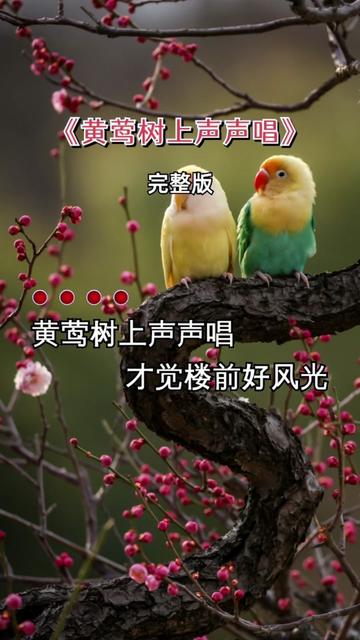 黄莺树上声声唱图片图片