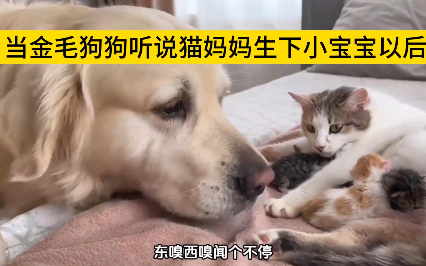 [图]当金毛狗狗听说猫妈妈生下小宝宝以后