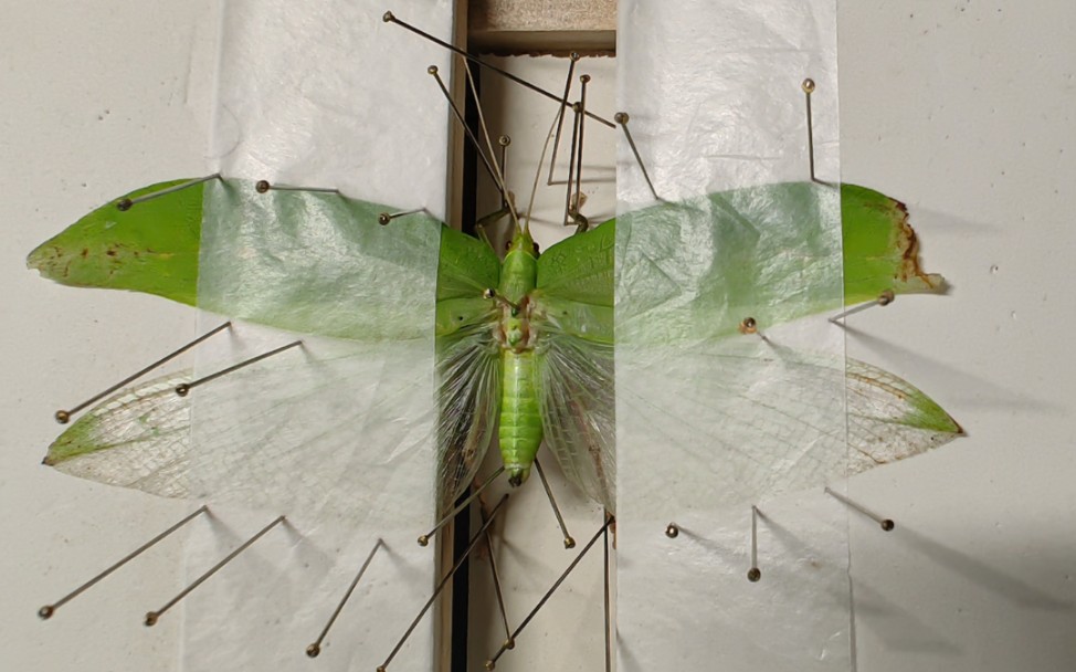 素背肘隆螽的展翅标本制作