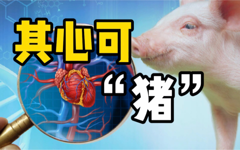 世界首例!美国男子成功移植猪心脏:患者术后状况良好
