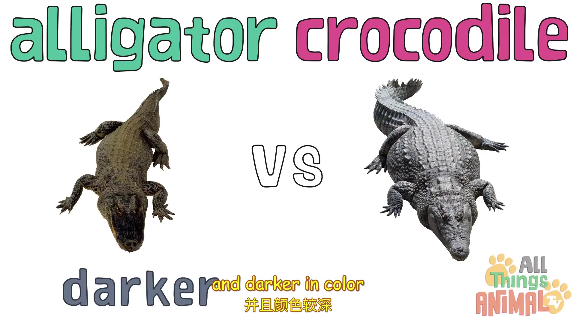 [图]给孩子们的动物科普01:Alligators 短吻鳄的故事 Animals for children(中英字幕)