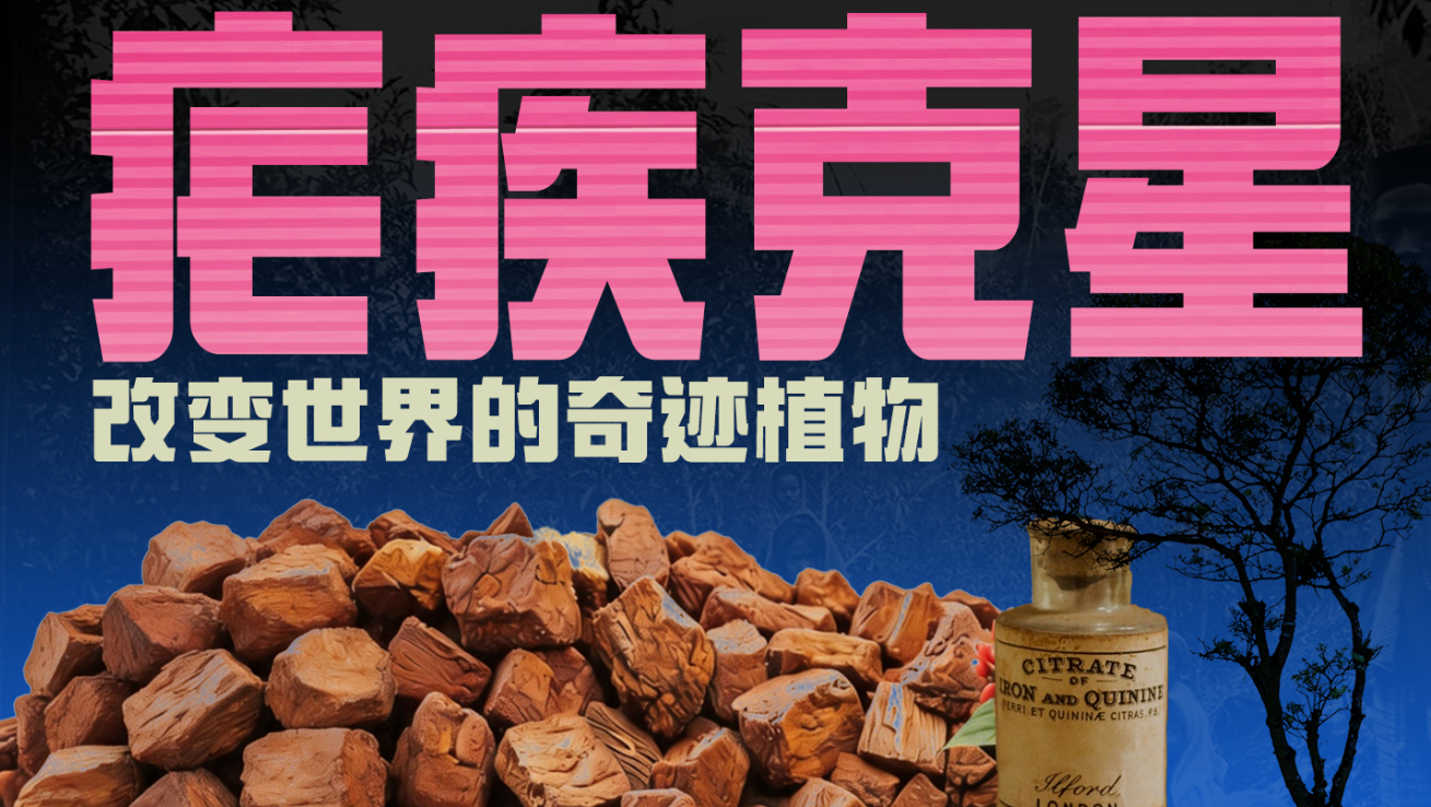 金鸡纳为什么是改变世界的植物？疟疾、奎宁与殖民扩张【奇迹植物1】