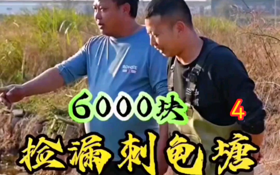 花6000包下的撿漏刺龜塘,沒想到第一天就上了這麼多貨?