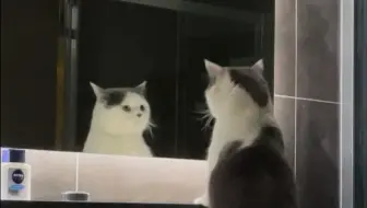 监控拍到了小猫能听懂人话的证据