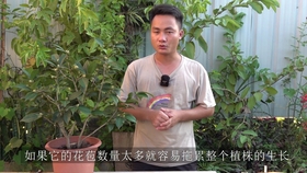 茶花品种推荐 哔哩哔哩 つロ干杯 Bilibili