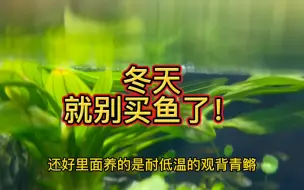 Tải video: 冬天，就别买鱼了！