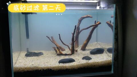草缸新开缸水体发白的原因和解决办法 哔哩哔哩 草缸新开缸水体发白的原因和解决办法 哔哩哔哩