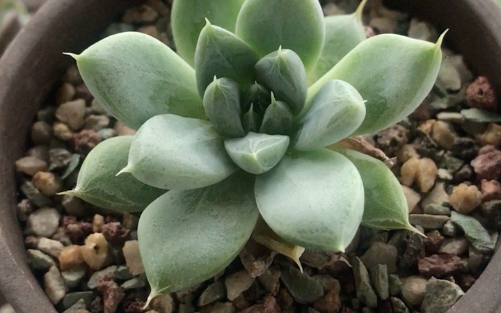 多肉植物 星云 带暗纹的园艺品种 杜里万莲是其亲本之一