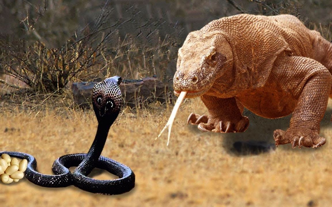 神奇的眼镜王蛇从龙科莫多狩猎中拯救鳄鱼宝宝_动物拯救其他动物