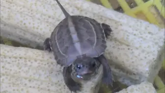 小草苗这么有攻击性？咬完小龟咬大龟