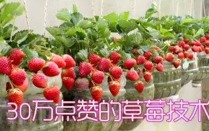 Télécharger la video: 油管30万点赞草莓种植 不需要花园在家就能实现草莓自由 绝了