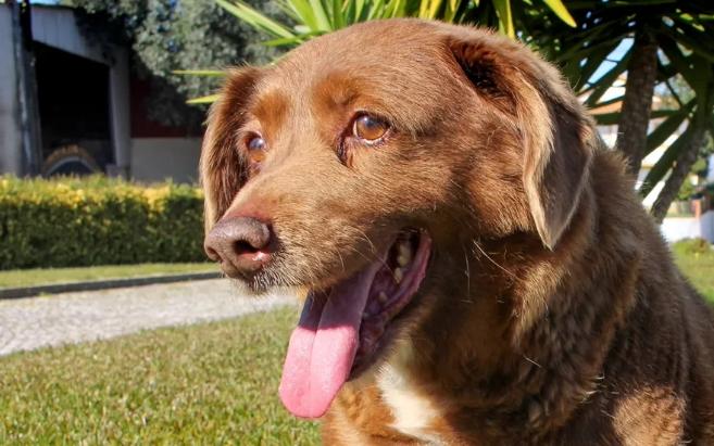 世界上最长寿的小狗bobi 31岁