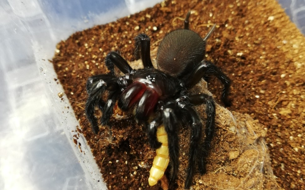 红牙大疣捕猎_哔哩哔哩_bilibili