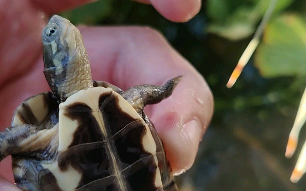 新到的小青苗子