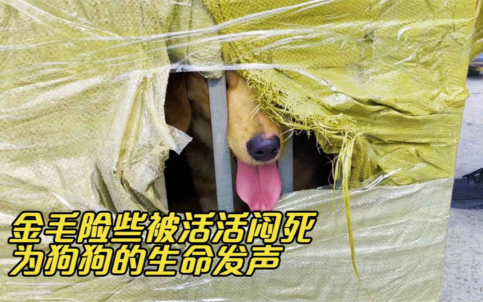 金毛活体运输险些闷死,伤害动物行为何时才能停止,不爱请别伤害