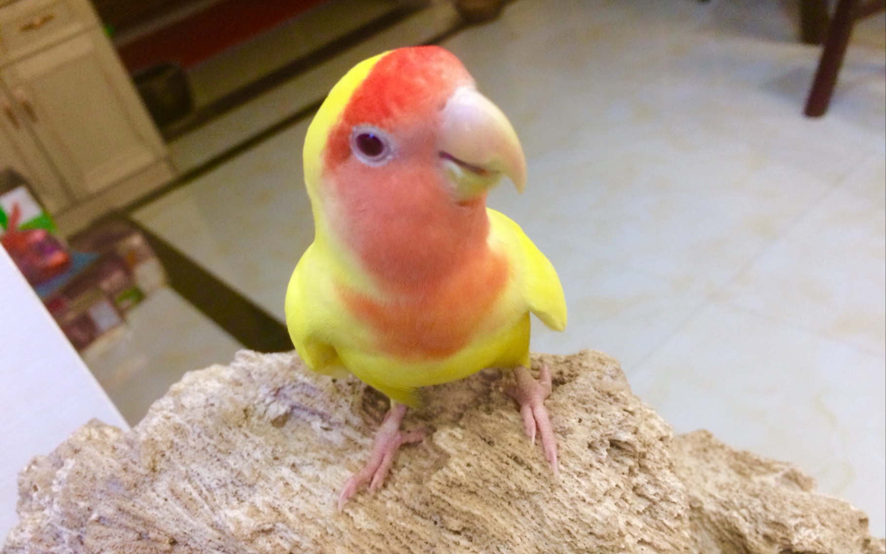 牡丹鹦鹉黄桃小桃桃终于让我上手了