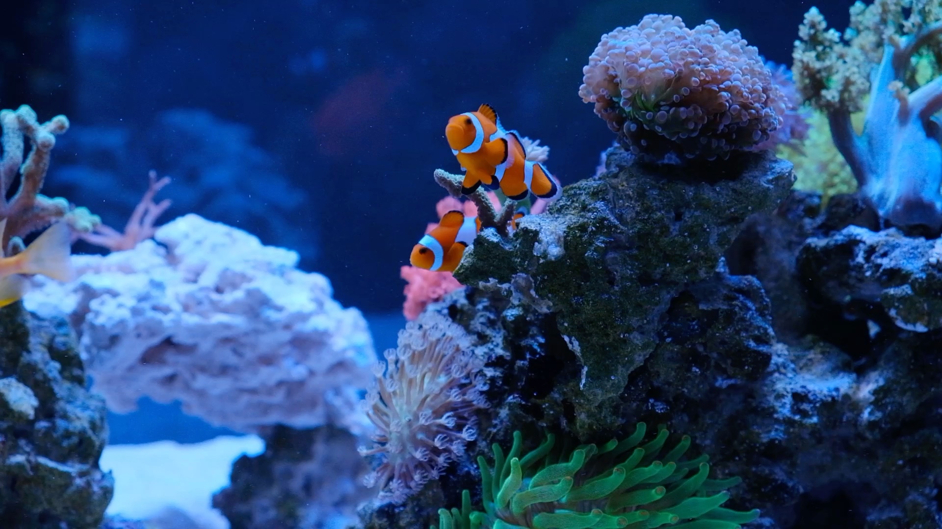 海缸中的小精灵-尼莫