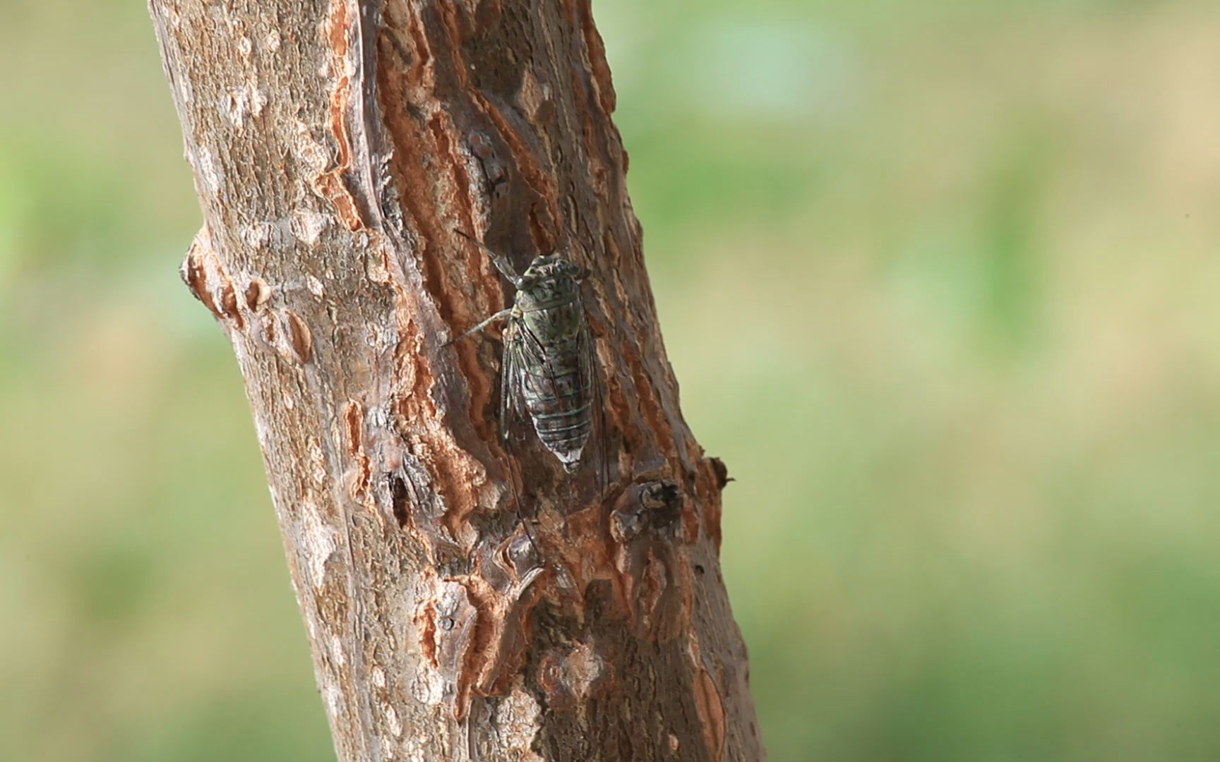 近距离拍摄的蒙古蝉鸣叫(2013年9月22日拍摄)