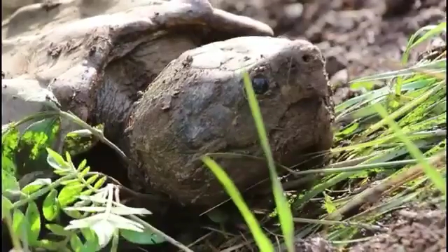 loggerhead农场母大鳄龟