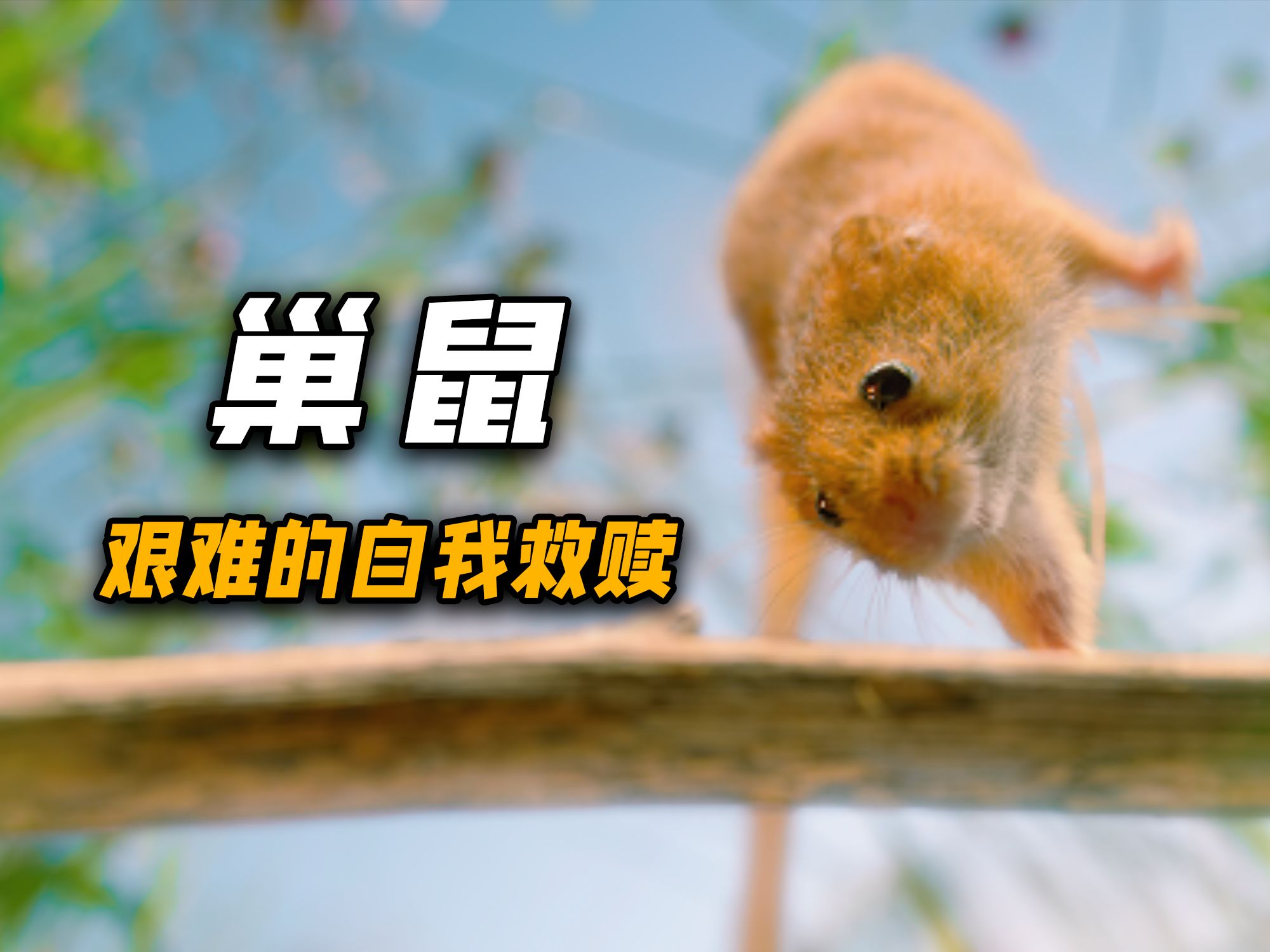 一只小巢鼠的自我救赎!