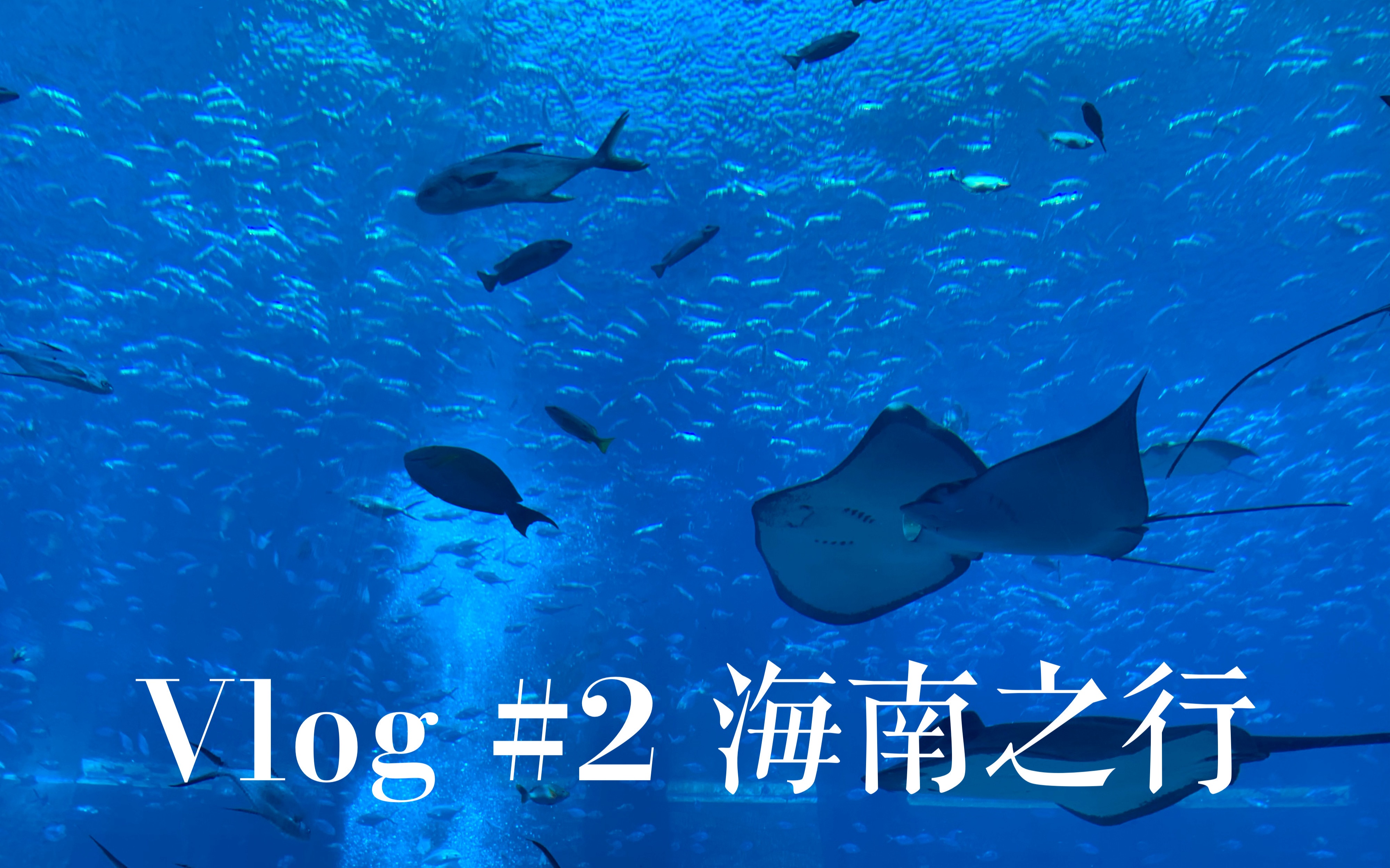 [图]Vlog #2 鸭鸭的海南之行