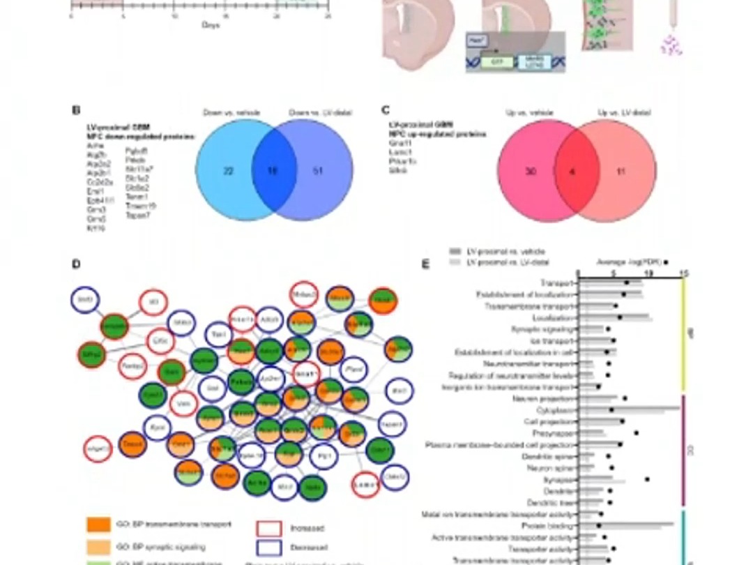 文献解读 | Science advances——蛋白质组学揭示CTSB信号是脑室下区胶质瘤的驱动因素哔哩哔哩bilibili