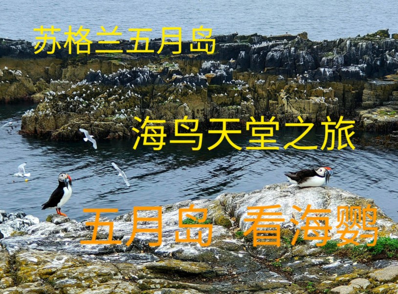 五月岛徒步看海鹦,苏格兰五月岛,Isle of May,英国国家自然保护区哔哩哔哩bilibili