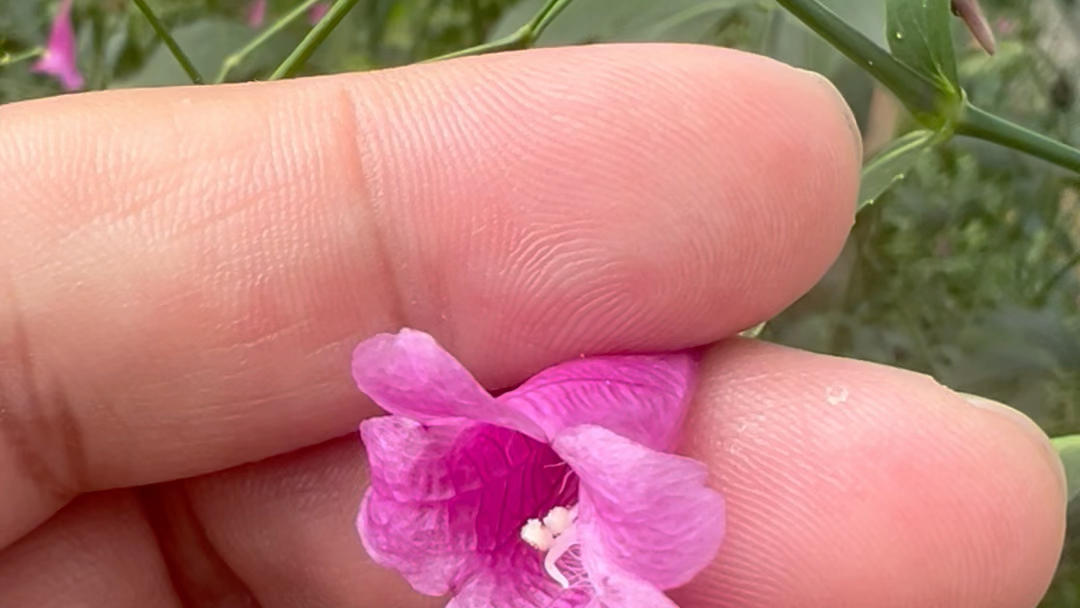 雌蕊柱頭會運動#植物的世界很奇妙