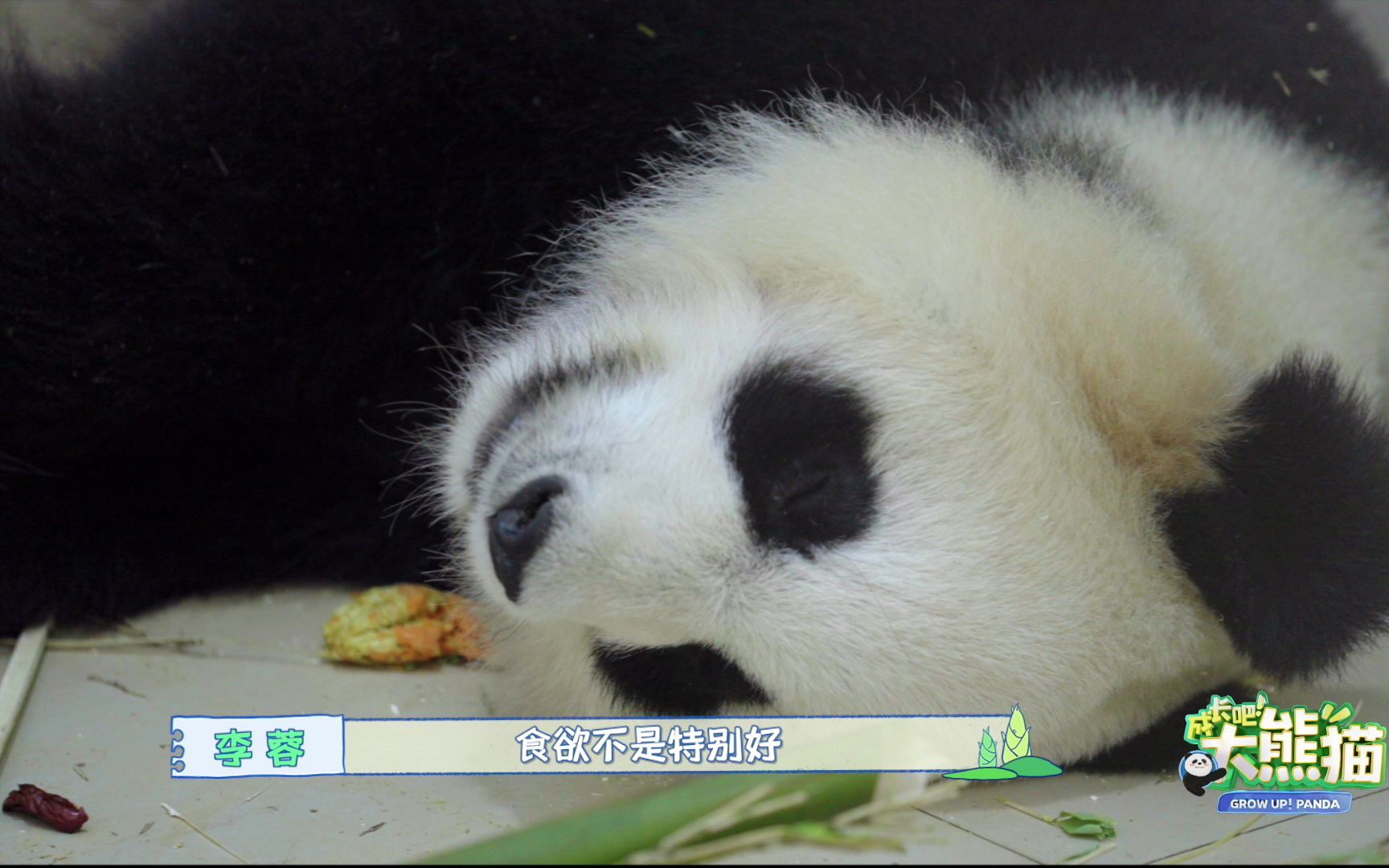 成长吧大熊猫听说大耳朵优优最近食欲不好这可愁坏饲养员了