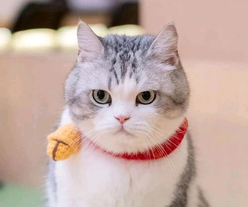 可爱的猫咪美图合集!