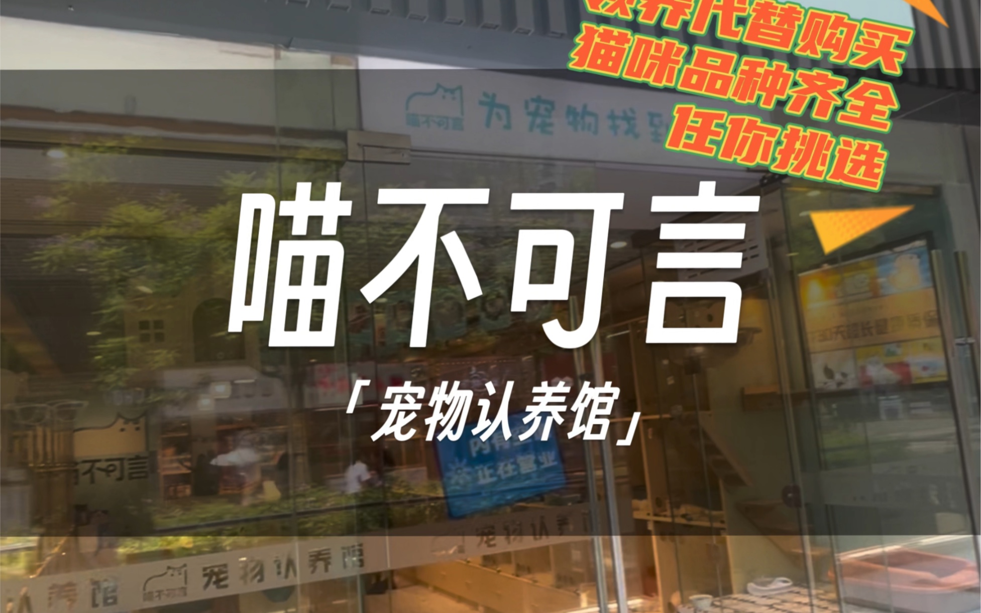 深圳探店 | 让我们用认养代替购买,让更多小可爱也有一个温暖的家.#宠物认养 #领养代替购买 #深圳喵不可言宠物认养馆哔哩哔哩bilibili