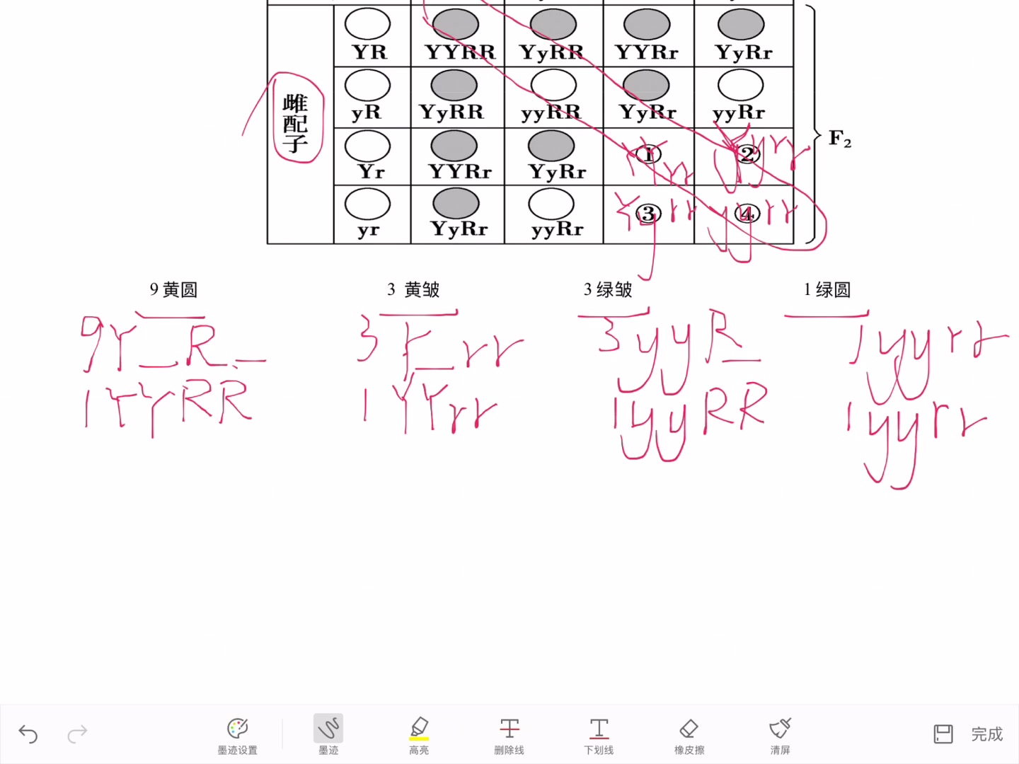 生物必修二】遗传学规律自由组合定律解题方法一—棋盘法解决基因