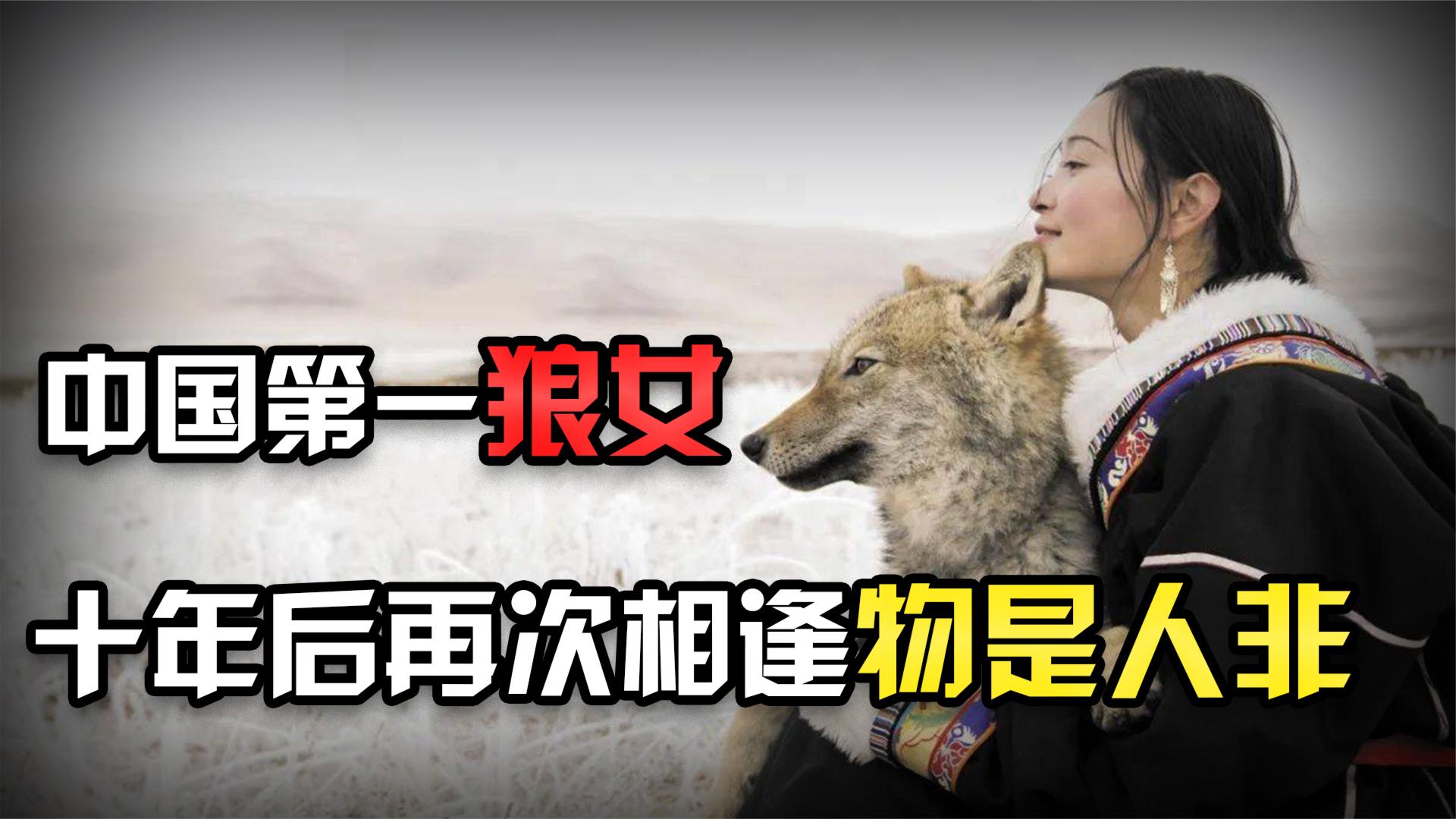 李微漪中国第一狼女:十年前卖房救狼养狼,十年后与狼再次相逢