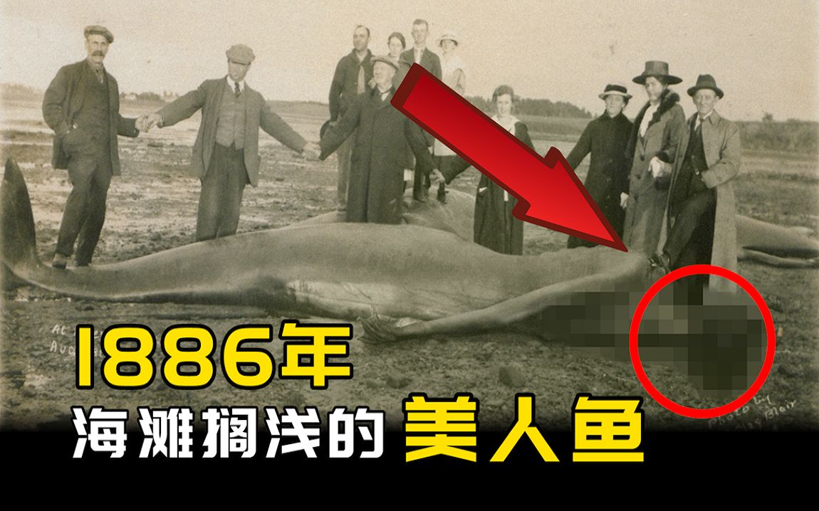 【破解】1886年,英国海滩搁浅的美人鱼照片!哔哩哔哩bilibili