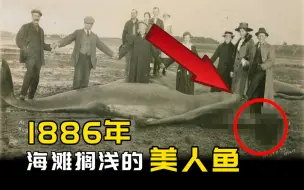 Скачать видео: 【破解】1886年，英国海滩搁浅的美人鱼照片！