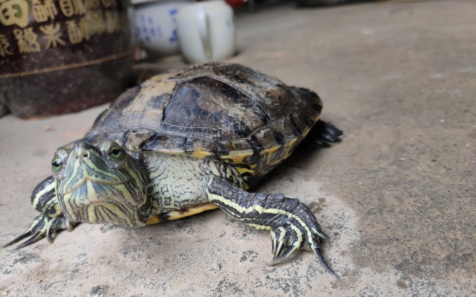 巴西龟疯狂玩耍